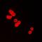 BUB3 Mitotic Checkpoint Protein antibody, orb214875, Biorbyt, Immunofluorescence image 