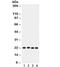 Suppressor of cytokine signaling 2 antibody, R31798, NSJ Bioreagents, Western Blot image 