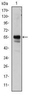 RUNX Family Transcription Factor 1 antibody, MA5-15835, Invitrogen Antibodies, Western Blot image 