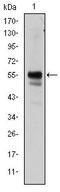 RUNX Family Transcription Factor 1 antibody, MA5-15835, Invitrogen Antibodies, Western Blot image 