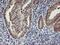Cytochrome P450 2A6 antibody, MA5-25758, Invitrogen Antibodies, Immunohistochemistry frozen image 