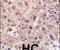 Proteasome Subunit Alpha 5 antibody, PA5-11509, Invitrogen Antibodies, Immunohistochemistry frozen image 