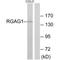 Retrotransposon Gag Like 9 antibody, A16759, Boster Biological Technology, Western Blot image 