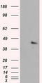 MCL1 Apoptosis Regulator, BCL2 Family Member antibody, LS-B13959, Lifespan Biosciences, Western Blot image 