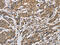 CYC antibody, CSB-PA209356, Cusabio, Immunohistochemistry paraffin image 