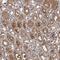 Sorting Nexin 15 antibody, HPA038955, Atlas Antibodies, Immunohistochemistry frozen image 