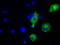 Transforming Acidic Coiled-Coil Containing Protein 3 antibody, LS-C115277, Lifespan Biosciences, Immunofluorescence image 