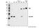 Activation Induced Cytidine Deaminase antibody, 4975S, Cell Signaling Technology, Immunoprecipitation image 