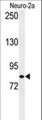 HID1 Domain Containing antibody, LS-C167012, Lifespan Biosciences, Western Blot image 