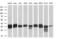 Retinol Dehydrogenase 11 antibody, MA5-25073, Invitrogen Antibodies, Western Blot image 