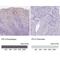 Peptidase Inhibitor 3 antibody, NBP1-85690, Novus Biologicals, Immunohistochemistry paraffin image 