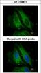 Nucleotide Binding Oligomerization Domain Containing 1 antibody, LS-B8920, Lifespan Biosciences, Immunofluorescence image 