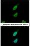 Nuclear Prelamin A Recognition Factor antibody, PA5-30516, Invitrogen Antibodies, Immunofluorescence image 