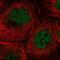 WW Domain Binding Protein 11 antibody, PA5-61236, Invitrogen Antibodies, Immunofluorescence image 