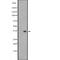 Wnt Family Member 8B antibody, abx218012, Abbexa, Western Blot image 