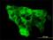 WW Domain Containing E3 Ubiquitin Protein Ligase 1 antibody, H00011059-M01, Novus Biologicals, Immunofluorescence image 