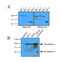 Hexokinase 1 antibody, AM05641PU-S, Origene, Western Blot image 