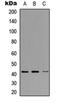 NDRG Family Member 2 antibody, orb256710, Biorbyt, Western Blot image 