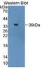 Lymphocyte Antigen 75 antibody, LS-C709960, Lifespan Biosciences, Western Blot image 