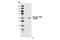 Checkpoint Kinase 2 antibody, 2661T, Cell Signaling Technology, Western Blot image 