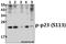 Prostaglandin E Synthase 3 antibody, A04136S133, Boster Biological Technology, Western Blot image 