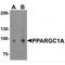 PPARG Coactivator 1 Alpha antibody, TA326711, Origene, Western Blot image 