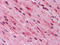 GATA Binding Protein 3 antibody, STJ98100, St John