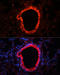 NLR family CARD domain-containing protein 4 antibody, LS-C748181, Lifespan Biosciences, Immunofluorescence image 