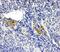 Leupaxin antibody, PA5-79610, Invitrogen Antibodies, Immunohistochemistry frozen image 