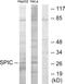 Spi-C Transcription Factor antibody, GTX87463, GeneTex, Western Blot image 