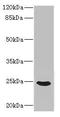 Fibroblast Growth Factor 19 antibody, LS-C675761, Lifespan Biosciences, Western Blot image 