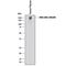 Lymphocyte Antigen 75 antibody, AF2047, R&D Systems, Western Blot image 