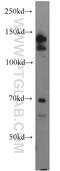 Transforming Acidic Coiled-Coil Containing Protein 1 antibody, 13862-1-AP, Proteintech Group, Western Blot image 