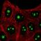 SET Domain And Mariner Transposase Fusion Gene antibody, NBP2-58313, Novus Biologicals, Immunofluorescence image 