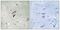 DNA polymerase-transactivated protein 2 antibody, PA5-39153, Invitrogen Antibodies, Immunohistochemistry frozen image 