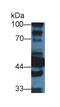 Aldehyde Dehydrogenase 1 Family Member A1 antibody, abx130633, Abbexa, Western Blot image 