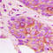 Mitogen-Activated Protein Kinase Kinase 3 antibody, LS-C368409, Lifespan Biosciences, Immunohistochemistry frozen image 