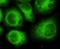 Cyclin Dependent Kinase 5 antibody, M00511-1, Boster Biological Technology, Immunocytochemistry image 
