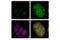 Ribonucleotide Reductase Regulatory Subunit M2 antibody, 65939S, Cell Signaling Technology, Immunofluorescence image 