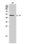 Interleukin 7 Receptor antibody, STJ97300, St John