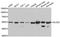 Glutamate Dehydrogenase 2 antibody, abx005064, Abbexa, Western Blot image 