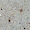 Calcium/calmodulin-dependent protein kinase type 1 antibody, AF7899, R&D Systems, Immunohistochemistry frozen image 