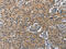 Bone Morphogenetic Protein 15 antibody, CSB-PA055744, Cusabio, Immunohistochemistry paraffin image 