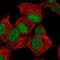 Zinc Finger Protein 358 antibody, NBP2-57435, Novus Biologicals, Immunocytochemistry image 