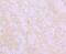 Flotillin 1 antibody, A04517, Boster Biological Technology, Immunohistochemistry paraffin image 