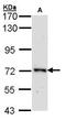 Origin Recognition Complex Subunit 2 antibody, GTX103280, GeneTex, Western Blot image 