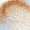 GDNF Family Receptor Alpha 1 antibody, AF560, R&D Systems, Immunohistochemistry paraffin image 