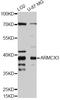 Armadillo Repeat Containing X-Linked 3 antibody, STJ111803, St John