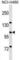 Guanine nucleotide exchange factor DBS antibody, abx030565, Abbexa, Western Blot image 