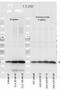 Myosin Light Chain 12B antibody, GTX22480, GeneTex, Western Blot image 